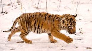 tiger cub walking on snow field photography